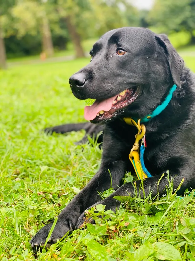 Cadillac — Healarian Pharmacy's resident dog, Upper East Side NYC